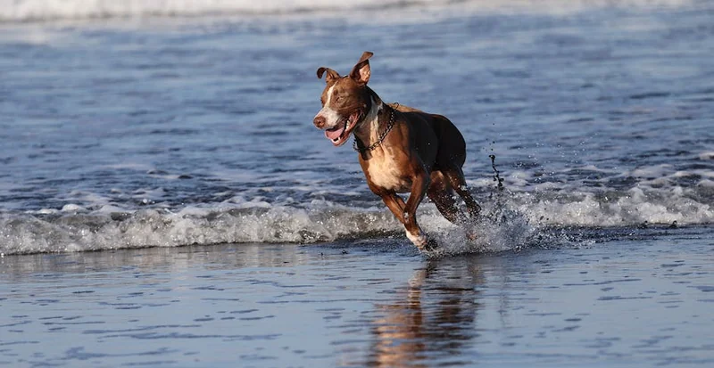 강아지 알레르기 증상