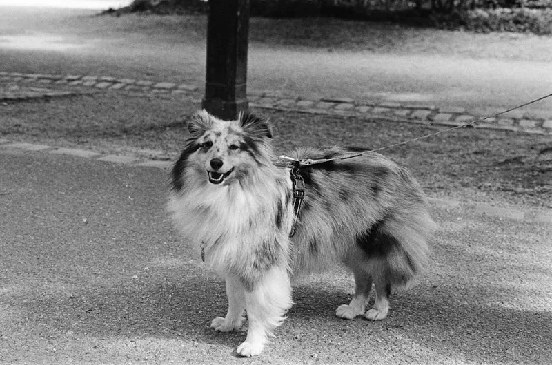 강아지 알레르기 증상