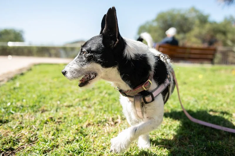 강아지 알레르기 증상