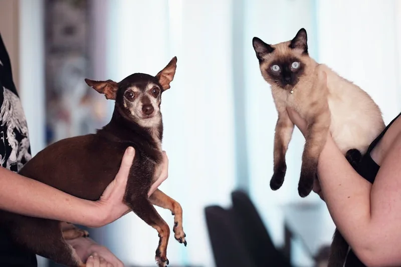 고양이 알러지 있는데 강아지는 괜찮을까요?